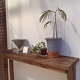 植物＆植物棚の写真