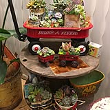 多肉植物の写真