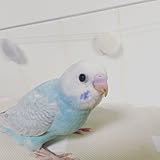 インコちゃんの写真