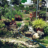 自宅の庭の写真