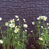 外壁黒い壁（＋緑庭）の写真