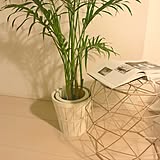 観葉植物の写真