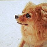 犬(ᵔᴥᵔ)ワン♡ニャンの写真