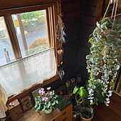 窓辺のインテリア/いつもいいねありがとうございます♡/花のある暮らし/植物のある暮らし/イベント参加...などのインテリア実例 - 2023-02-04 17:02:18