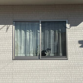 窓と猫の物語2021withYKKAP/みんなかわいい/猫/お気に入りスペース/はちわれ猫...などのインテリア実例 - 2021-11-19 00:03:20