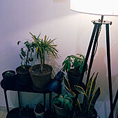 リビング/好きな風景/IKEA/ロウヤ家具/観葉植物のインテリア実例 - 2023-02-08 22:33:05