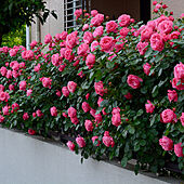 庭/薔薇のある暮らし/玄関/入り口のインテリア実例 - 2023-02-04 13:47:23