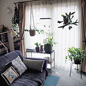 観葉植物のある暮らし/窓辺のインテリア/暮らしを楽しむ/リビングのインテリア実例 - 2023-02-07 13:41:42