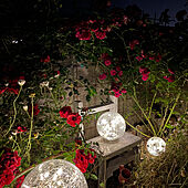 ライトアップ/バラの庭/薔薇/山善ガーデンライト/くらしのeショップ...などのインテリア実例 - 2022-05-21 21:50:37