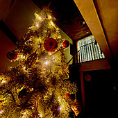 クリスマスツリー240cm/クリスマスツリー240㎝/クリスマスツリー/クリスマスディスプレイ/照明...などのインテリア実例 - 2022-12-04 22:40:13
