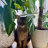 観葉植物/猫と暮らす家/リビングのインテリア実例 - 2022-12-01 21:35:14