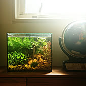 ダイソーサラダボール3 5l ビオトープ メダカ 棚のインテリア実例 17 07 15 17 46 10 Roomclip ルームクリップ