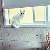 ロールカーテン/窓辺/猫のいる暮らし/白猫/保護猫...などのインテリア実例 - 2022-05-23 23:15:05