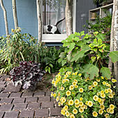 カラフル花壇 ジブリに出てきそうな花壇を目指して バコパ 花壇 庭 などのインテリア実例 18 06 08 18 00 34 Roomclip ルームクリップ