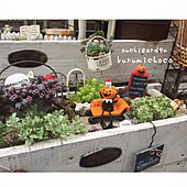 カエルくん スペアミント アップルミント オレンジミント ダイソー雑貨 などのインテリア実例 05 19 17 29 33 Roomclip ルームクリップ