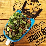 ダイソー 一輪車のまとめページ Roomclip ルームクリップ