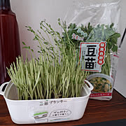 セリア Seria 大型プランターのまとめページ Roomclip ルームクリップ