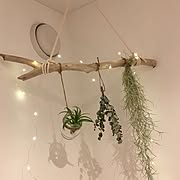 セリア Seria エアプランツのまとめページ Roomclip ルームクリップ