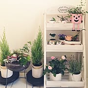 ホーマック 観葉植物 ガーデニングのまとめページ Roomclip ルームクリップ