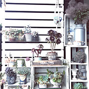 ダイソー ホーローバットのまとめページ Roomclip ルームクリップ