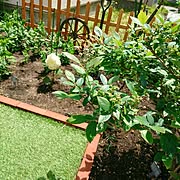 ホーマック ガーデニングのまとめページ Roomclip ルームクリップ