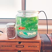ダイソー 金魚鉢のまとめページ Roomclip ルームクリップ