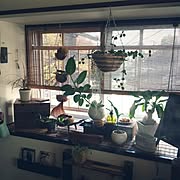 ホーマック 観葉植物のまとめページ Roomclip ルームクリップ ホーマック 観葉植物のまとめページ Roomclip ルームクリップ