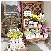 ホーマック 観葉植物のまとめページ Roomclip ルームクリップ