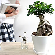 植物を楽しもう LAND PLANTSのカバー写真