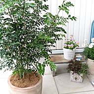 植物を楽しもう LAND PLANTSのカバー写真
