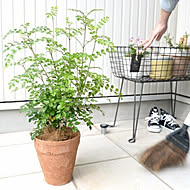 植物を楽しもう LAND PLANTSのカバー写真