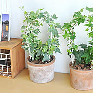 植物を楽しもう LAND PLANTSのカバー写真