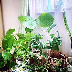 観葉植物/グリーンコーナー/多目的部屋兼自分の部屋/2階東側の部屋/ボタニカルインテリア...などのインテリア実例 - 2022-04-19 10:14:54