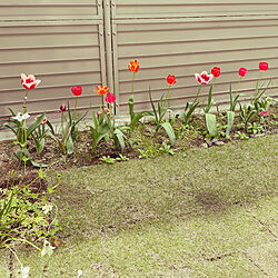 芝生/お庭のある暮らし/お庭/チューリップのインテリア実例 - 2022-04-13 19:55:57