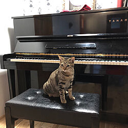 ねこのいる風景/棚じゃないけど…/ピアノ/猫と暮らす/棚のインテリア実例 - 2019-03-23 17:42:44