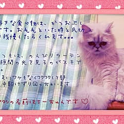 ベッド周り/❁愛猫ミーちゅん❁のインテリア実例 - 2014-04-07 23:41:27