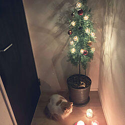 クリスマスツリー/ナチュラル/玄関/入り口のインテリア実例 - 2020-12-21 06:48:30
