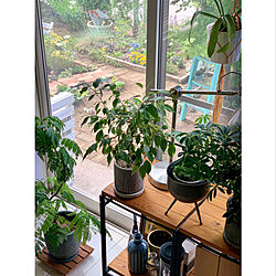 室内グリーン/棚リメイク/棚DIYリメイク/棚DIY/観葉植物のある暮らし...などのインテリア実例 - 2022-06-11 09:52:37
