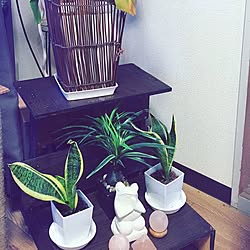 棚/観葉植物/DIY/アジアン雑貨/ハンドメイド...などのインテリア実例 - 2016-02-09 09:57:50