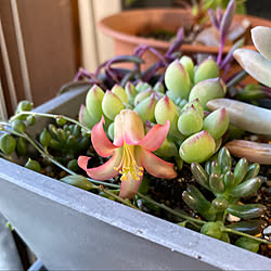 多肉ちゃんのお花/あたたかい暮らし/ほっこり/多肉植物/多肉植物寄せ植え...などのインテリア実例 - 2021-05-28 20:09:03