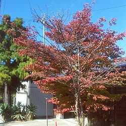 玄関/入り口/築50年以上/いいねコメありがとう(〃∇〃)/風邪ひかないでね(*^^*)/ヤマボウシ...などのインテリア実例 - 2016-11-02 13:05:36