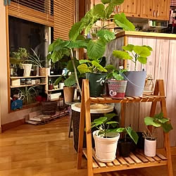 棚/ウンベラータ/日替わり投稿企画!木曜日/植物/植物のある暮らし...などのインテリア実例 - 2017-05-25 19:20:26