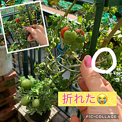 溢れ種のトマト/今だになっているミニトマト/荒れたベランダ/みてくれて、ありがとう(*^ω^)/癒し...などのインテリア実例 - 2022-11-30 09:47:15