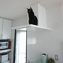 キッチン/黒猫/ねこのいる風景/ねこのいる日常/ねこのいる暮らし...などのインテリア実例 - 2021-04-23 12:32:25