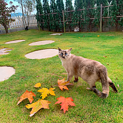 紅葉の葉っぱ/芝生の庭/北欧住宅 /猫と暮らす家/ねこと暮らす...などのインテリア実例 - 2021-11-23 22:46:04