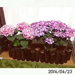 室内ガーデニング/いつもいいねありがとうございます♡/紫陽花バカ♥/紫陽花/ダイソーのインテリア実例 - 2014-04-23 16:24:25