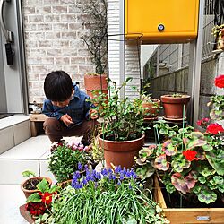 玄関/入り口/お花のある暮らしのインテリア実例 - 2016-03-30 18:34:06