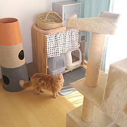 壁/天井/建売住宅/ねこのいる日常/ねこと暮らす。/ぽて猫部...などのインテリア実例 - 2017-05-07 13:47:17