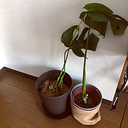 ベッド周り/株分けしたよ/モンステラの株分け/観葉植物/男前も西海岸風も好き...などのインテリア実例 - 2018-03-30 13:03:12