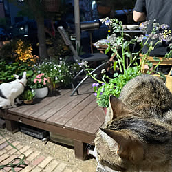 睡蓮鉢とメダカの飼育/ペットと暮らすインテリア/ガーデニング/しゃべるネコ/ビー　弟　白黒...などのインテリア実例 - 2021-05-05 06:08:18